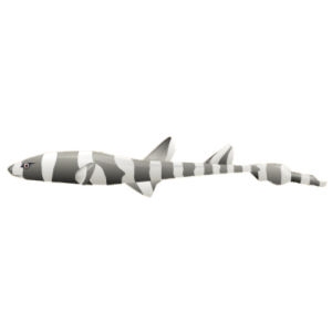 Charcoal Cat Shark